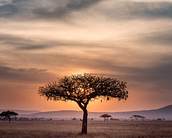 DAY 3 Serengeti National Park, Tanzania 15